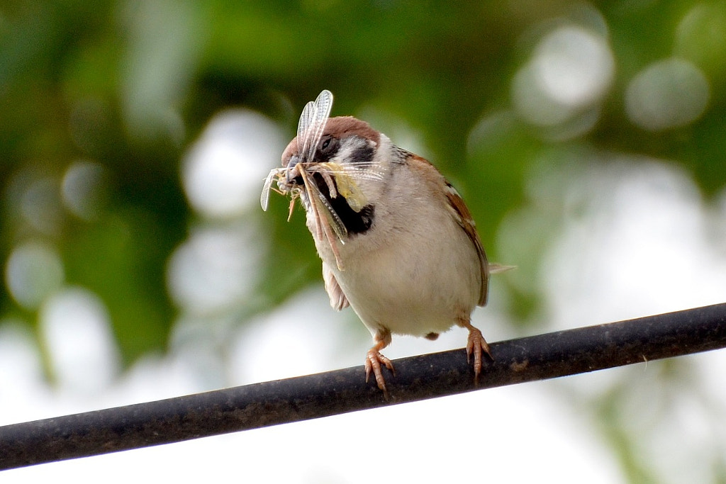 Sparrow with dragonfly by Jochen B. / 500px