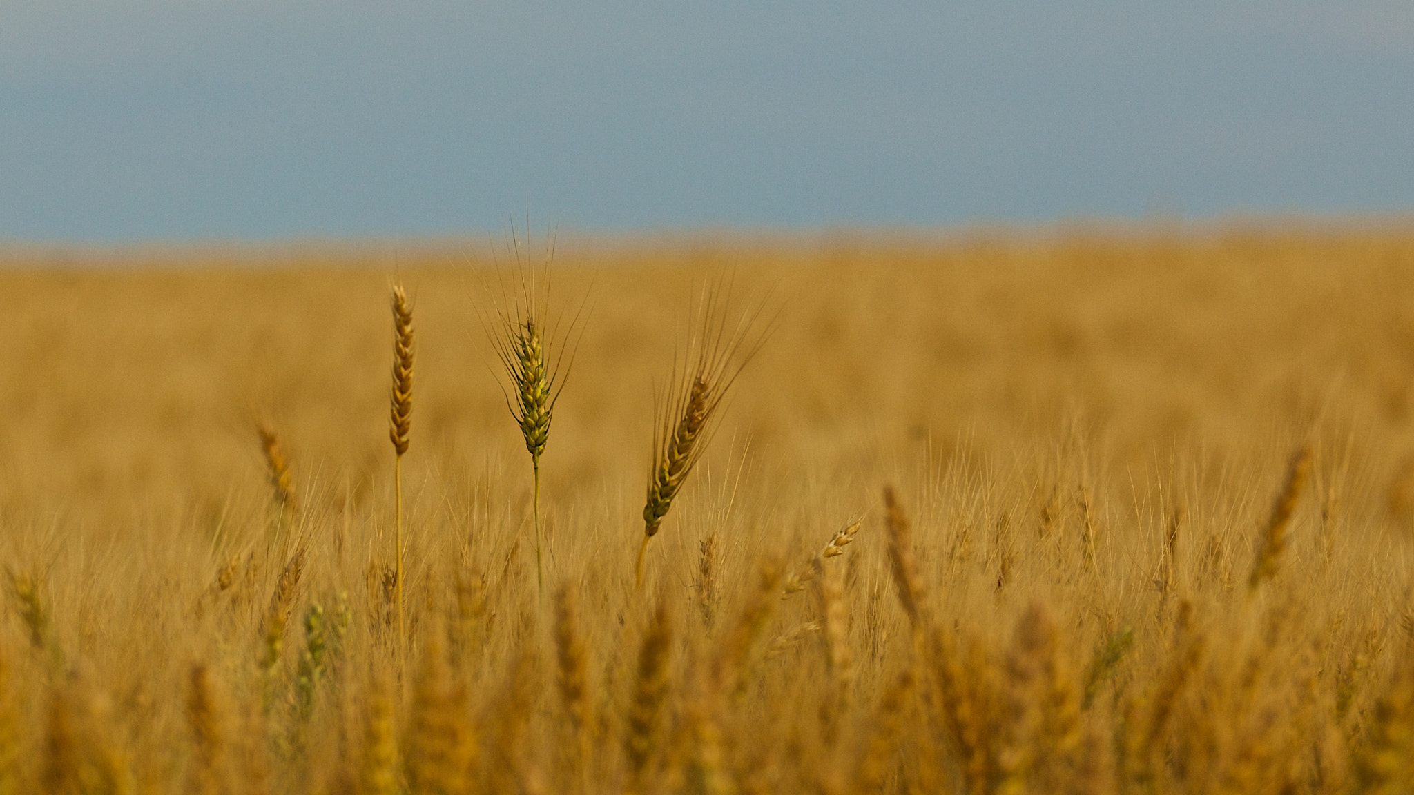 v2?sig=b6b2db1524a540c3ad9e4bb6577338e3fef8d5a62ef3faea21ce6c20783aa6ab