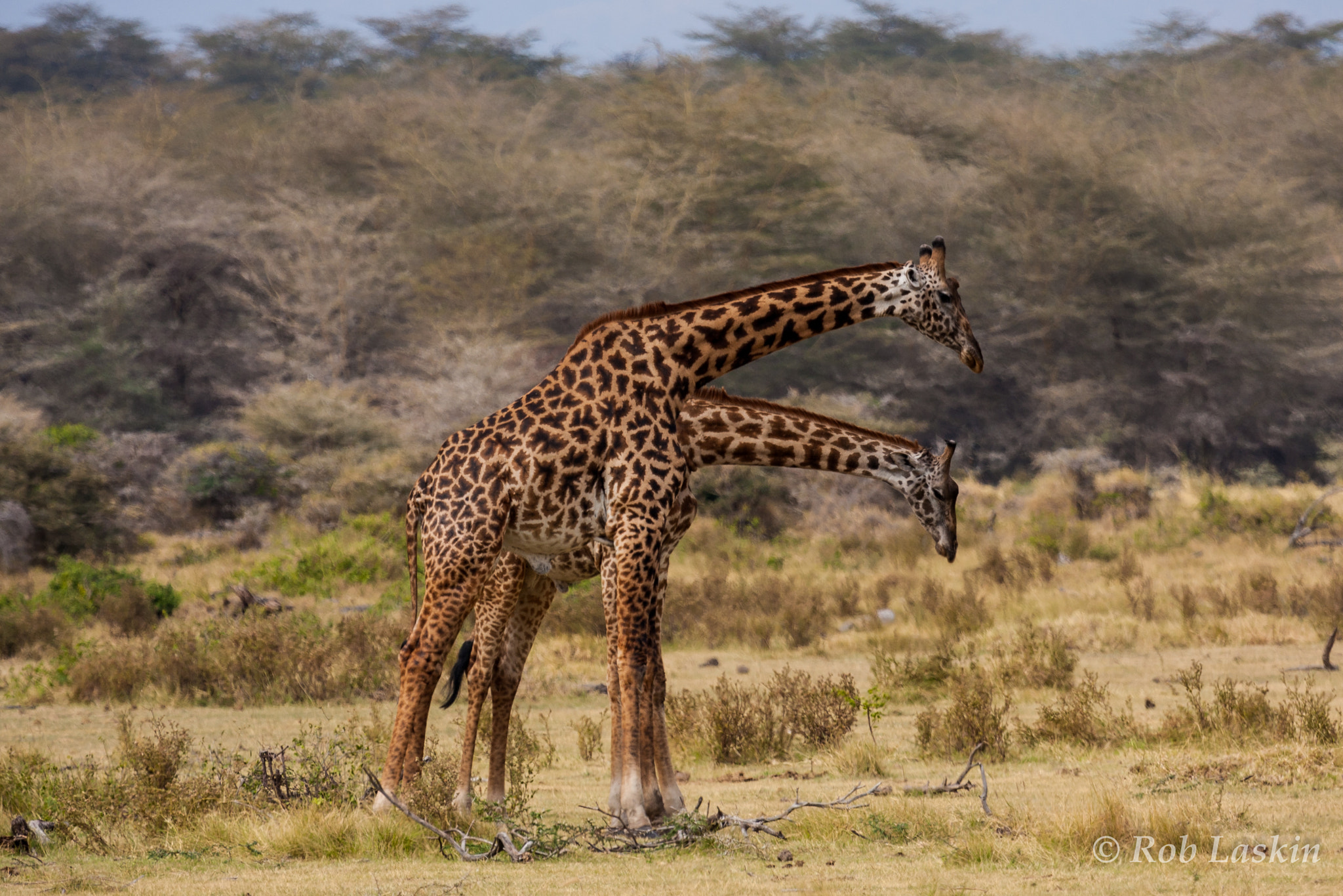 Two Headed Giraffe by Rob Laskin / 500px