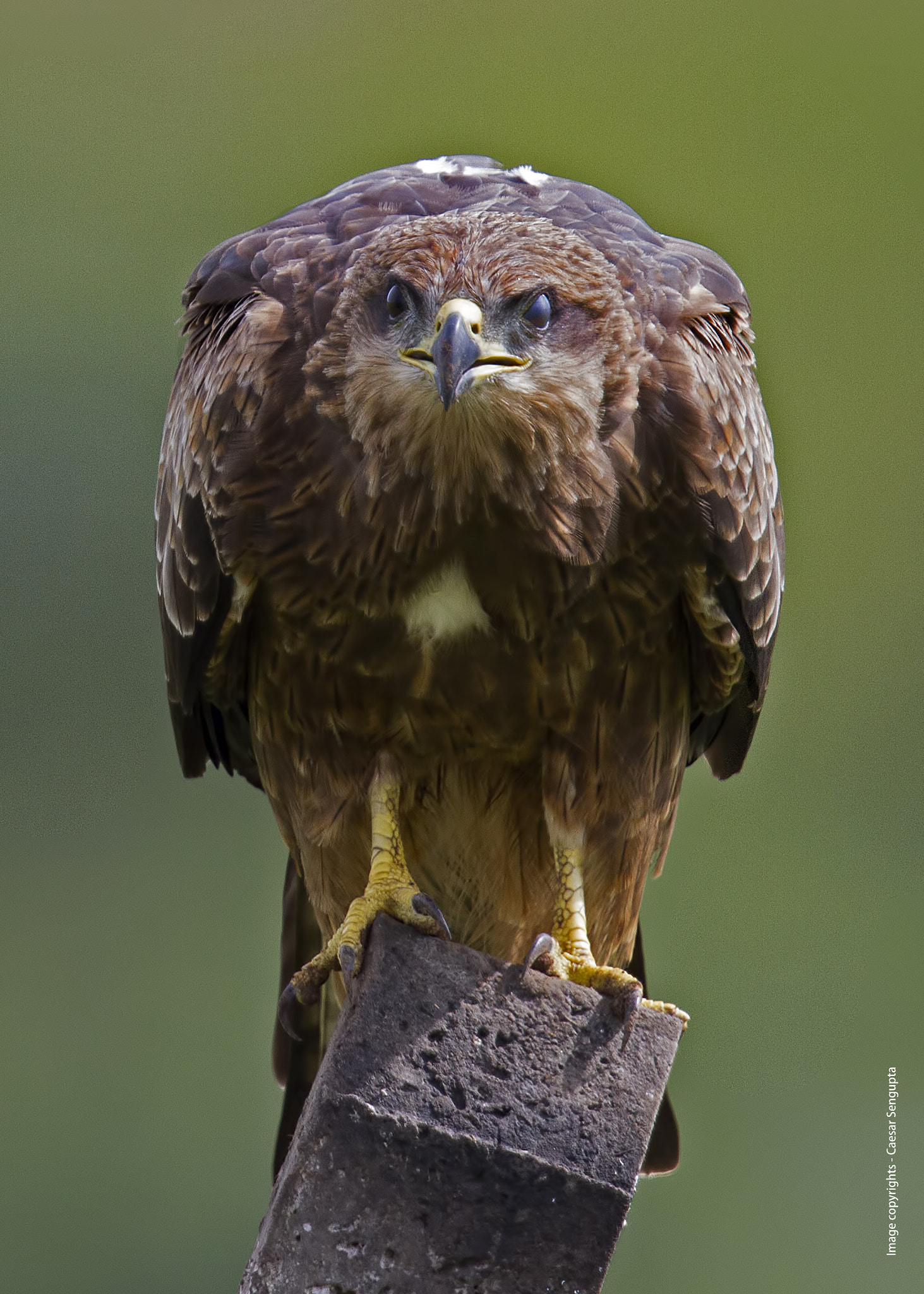 Canon EOS 7D + Canon EF 400mm F2.8L IS USM sample photo. Black kite photography