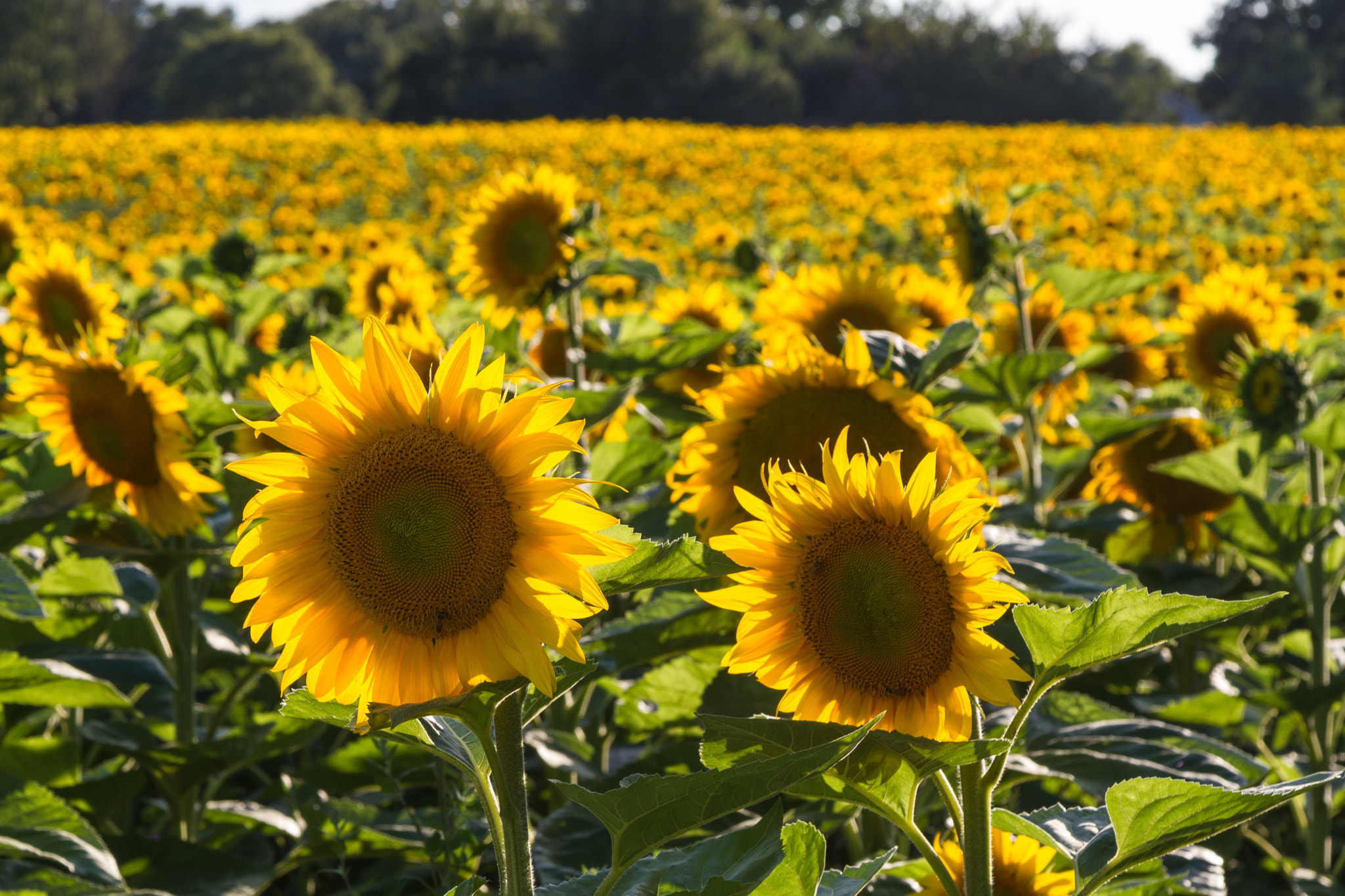 Fields of the Sun