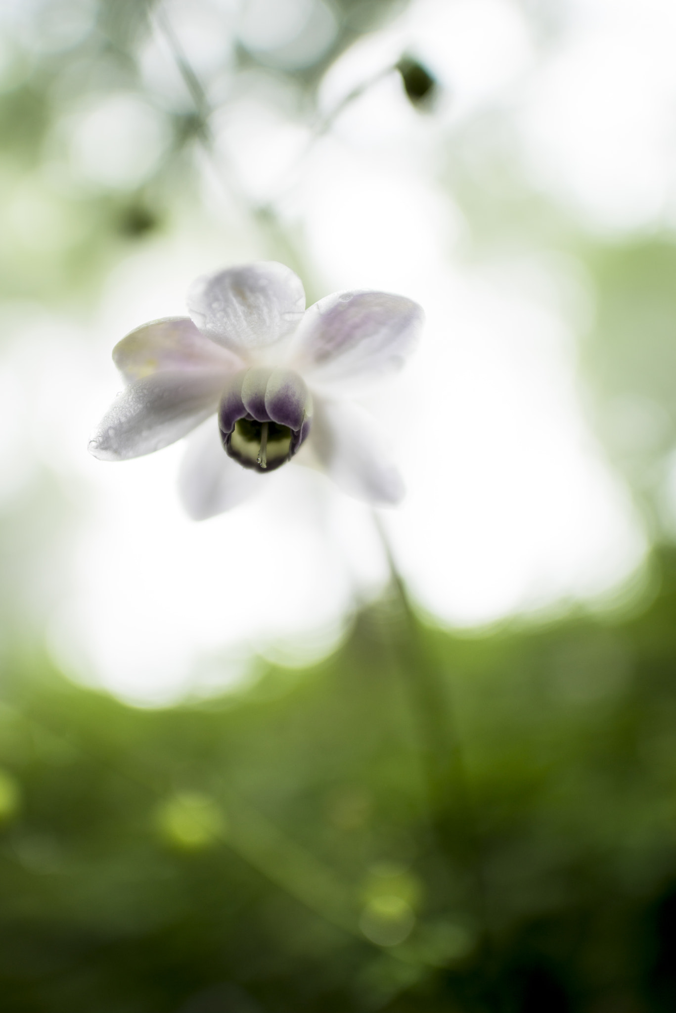 at foggy forest (rengeshouma 2)