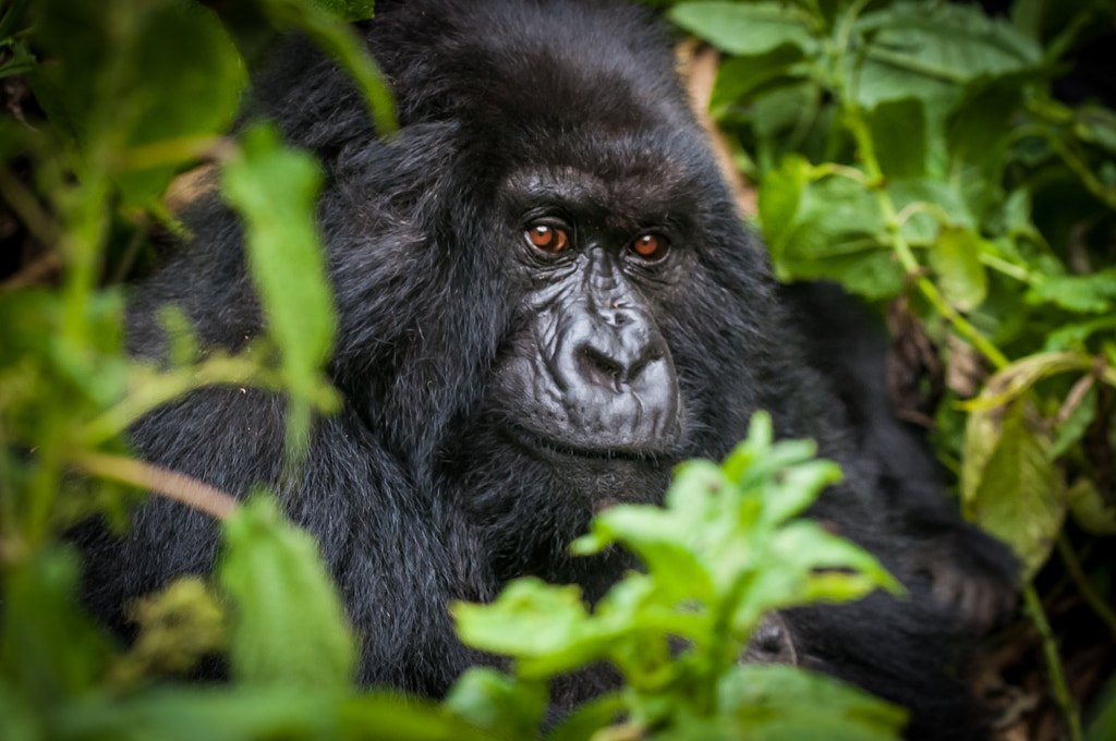 Photograph Gorilla Virunga NP by Joel Johnson on 500px