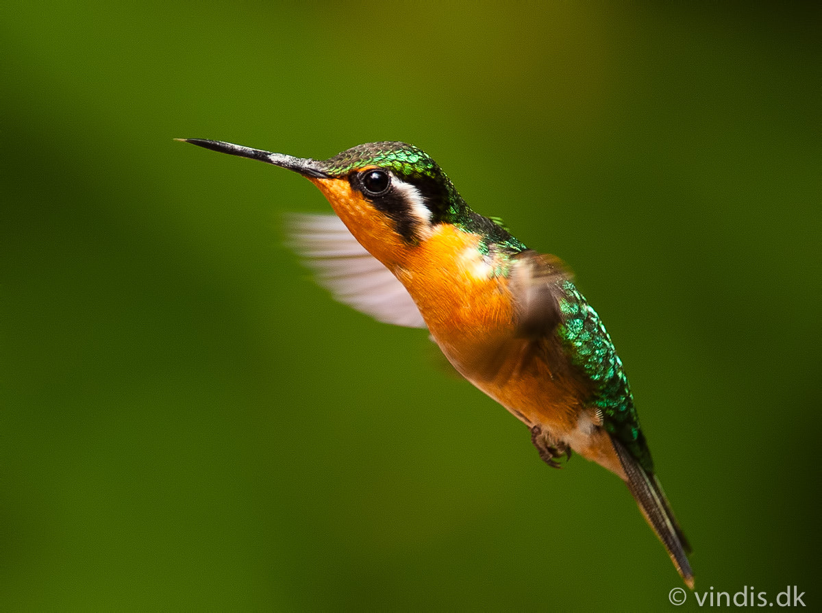 Nikon D3 + Nikon AF-S Nikkor 300mm F4D ED-IF sample photo. Purple-throated mountain-gem photography