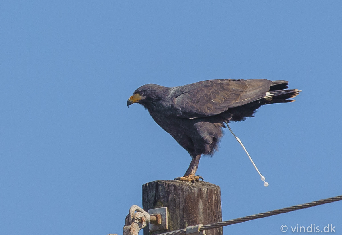 Nikon D3 + Nikon AF-S Nikkor 300mm F4D ED-IF sample photo. Mangrove black hawk photography