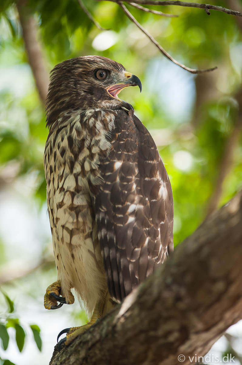 Nikon D3 + Nikon AF-S Nikkor 300mm F4D ED-IF sample photo. Red-shouldered hawk photography