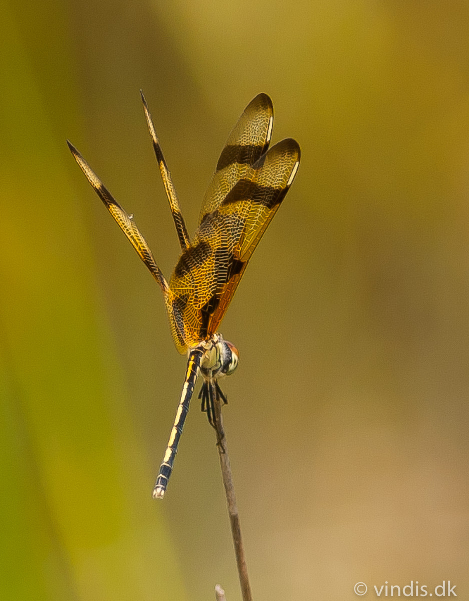 Nikon D3 + Nikon AF-S Nikkor 300mm F4D ED-IF sample photo. Halloween pennant photography