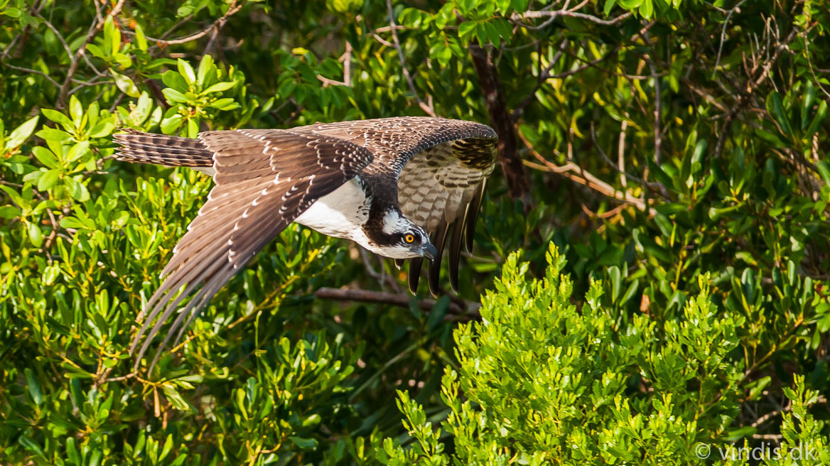 Nikon D3 + Nikon AF-S Nikkor 300mm F4D ED-IF sample photo. Osprey photography