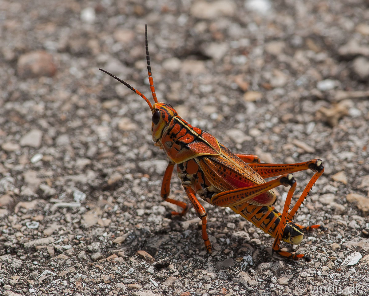 Nikon D3 + Nikon AF-S Nikkor 300mm F4D ED-IF sample photo. Grasshopper photography