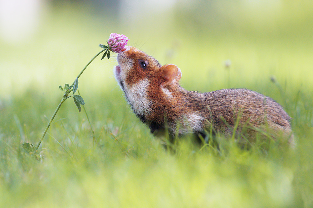 European Hamster by Julian Rad on 500px.com