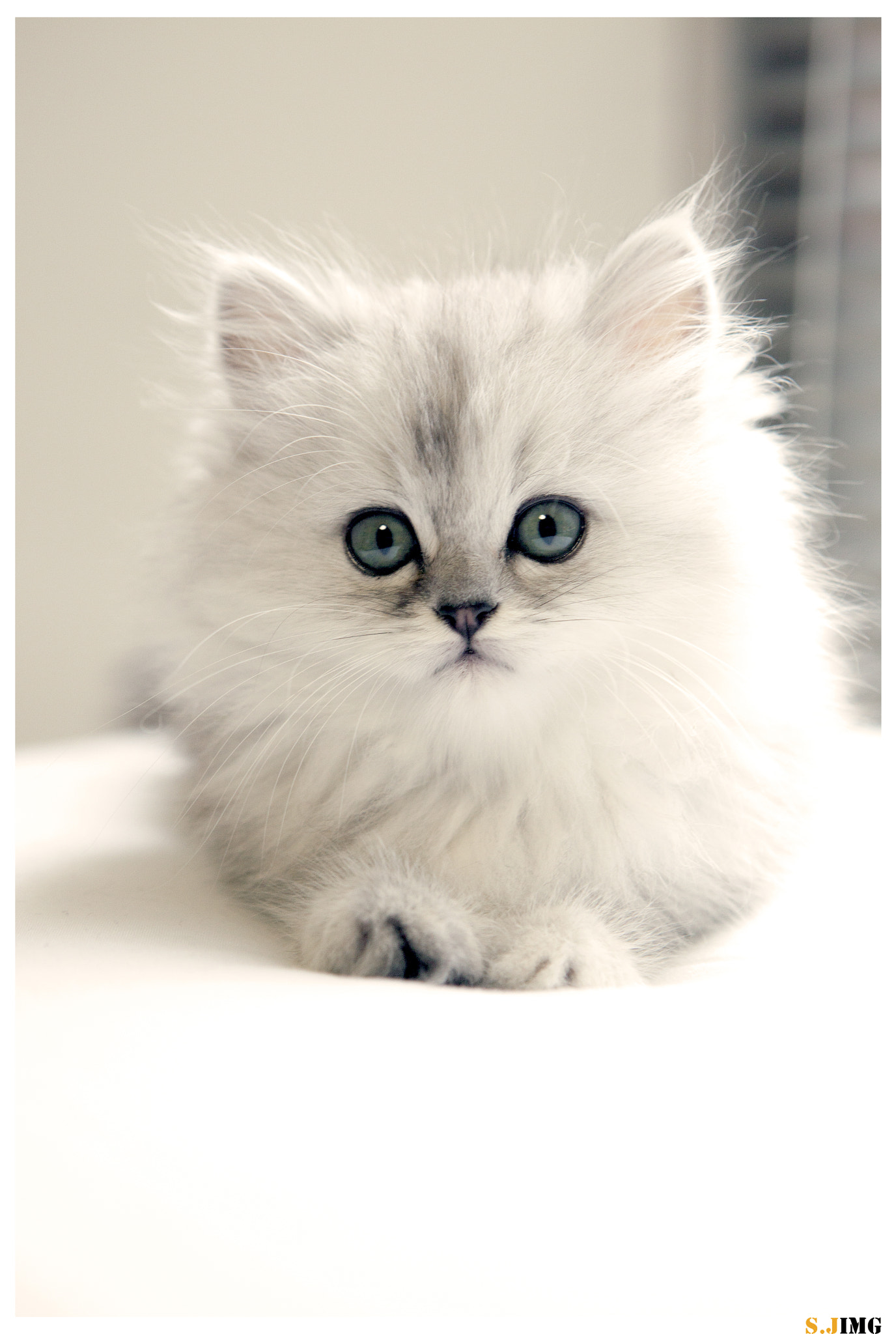 My Persian Cat by Jing Shen Photo 80248835 / 500px