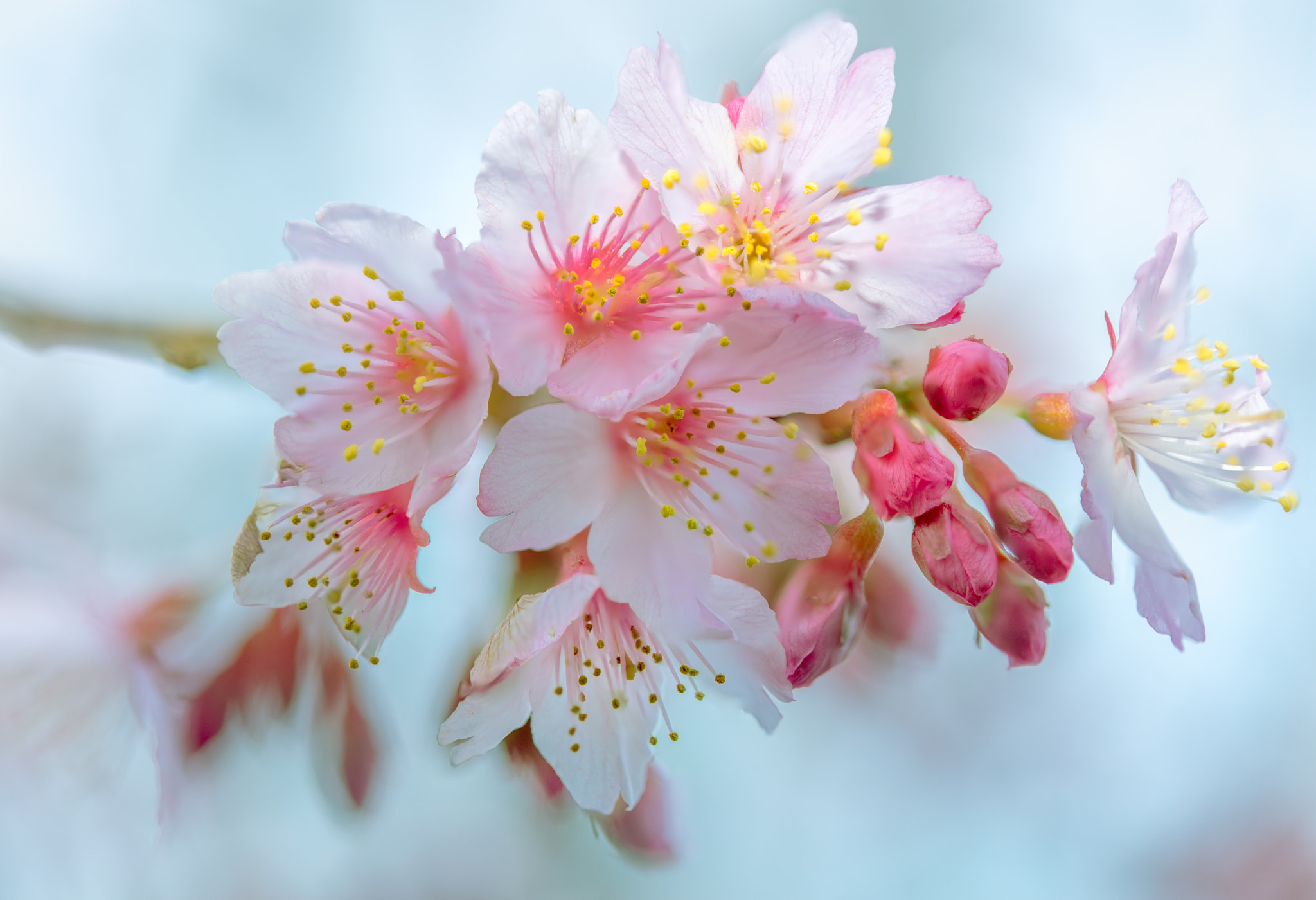 Pink Cloud by Nina Lin / 500px