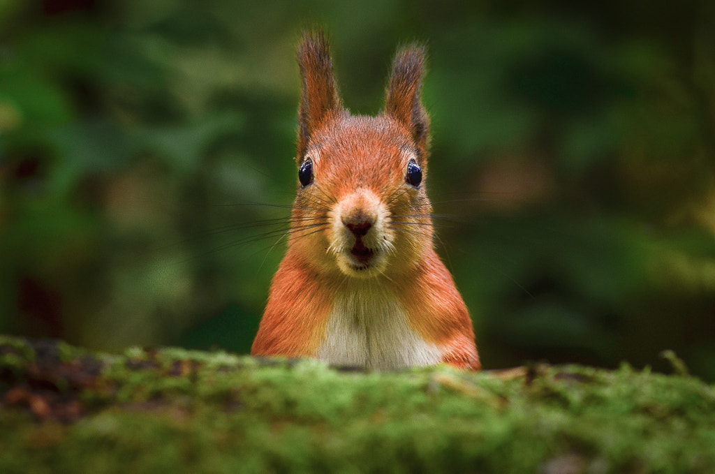 Curious by Konsta Punkka on 500px.com