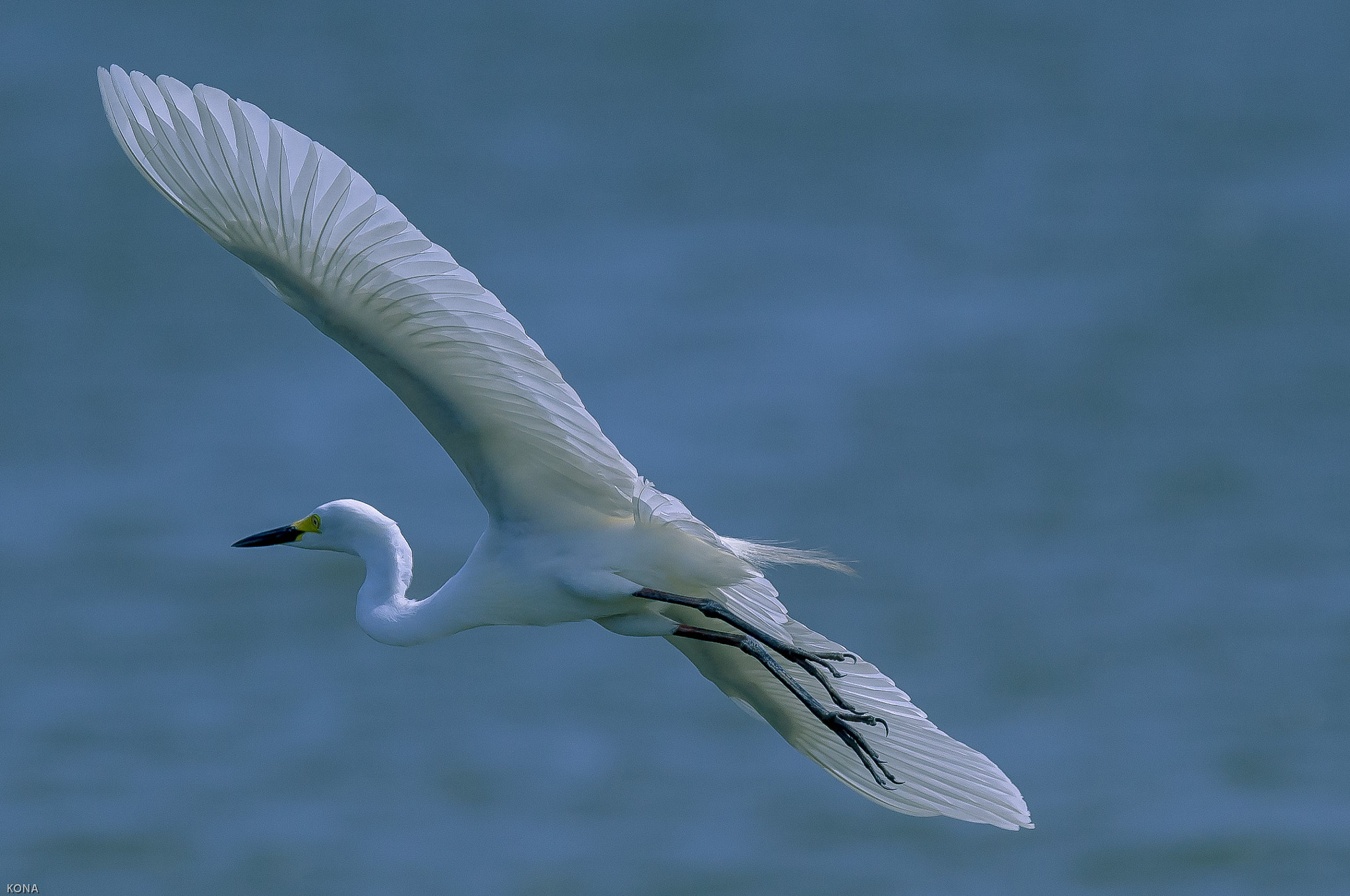 Nikon AF-S Nikkor 400mm F2.8G ED VR II sample photo. Sagi photography