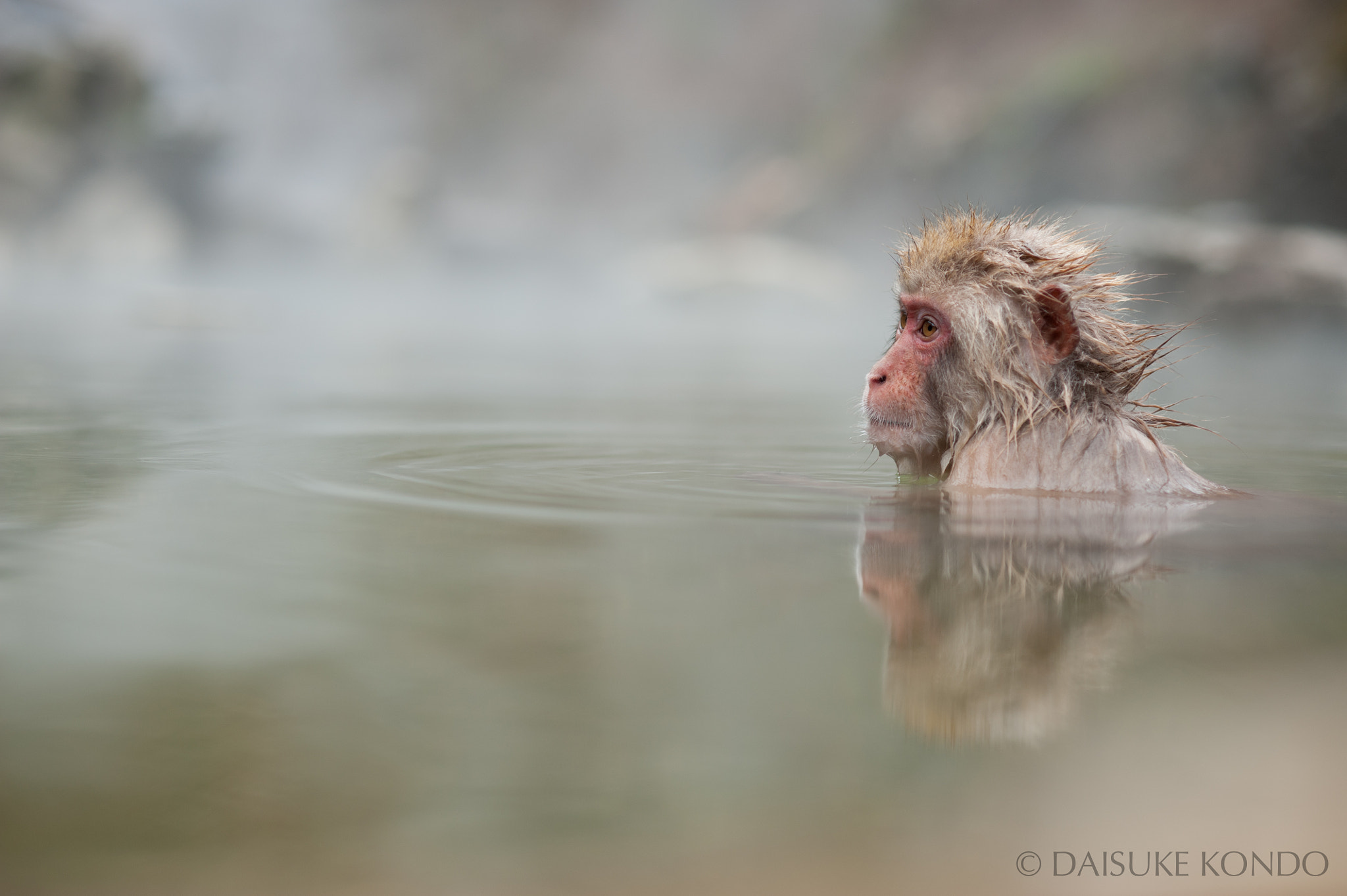 Bathing Monkey by Daisuke Kondo / 500px