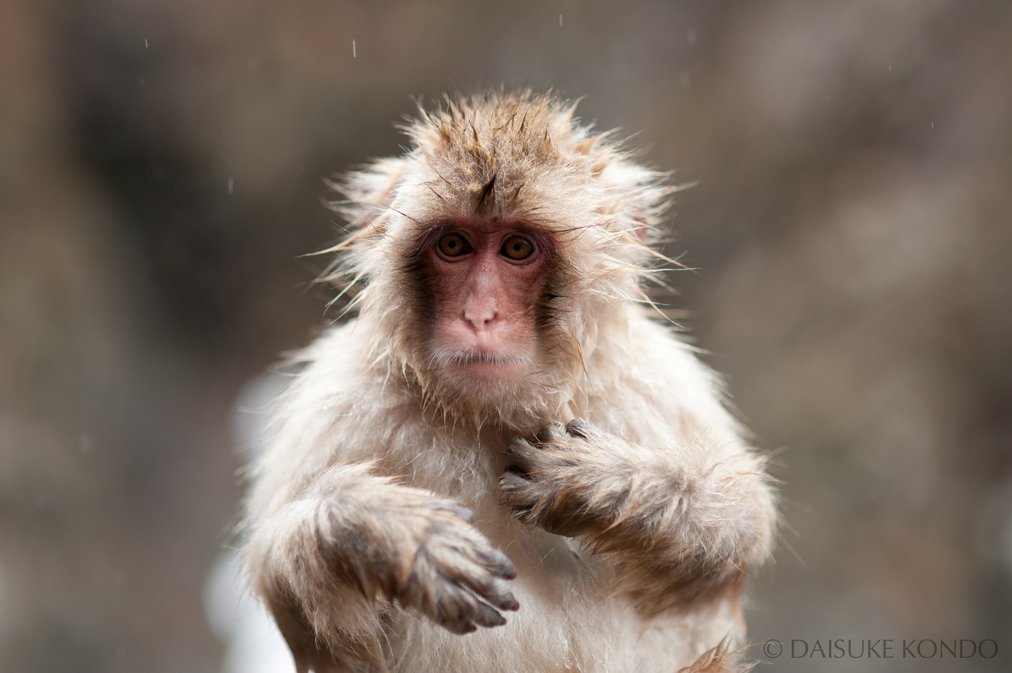 Rain Monkey by Daisuke Kondo / 500px