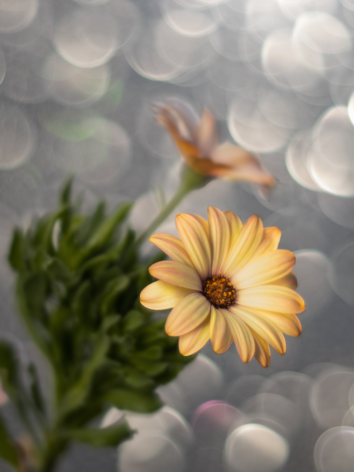 Margarita de El Cabo