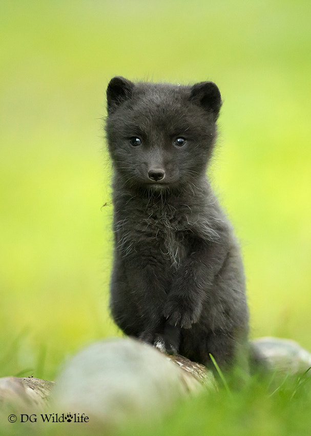 Curious Cub by Giedrius Stakauskas - Photo 80631461 / 500px