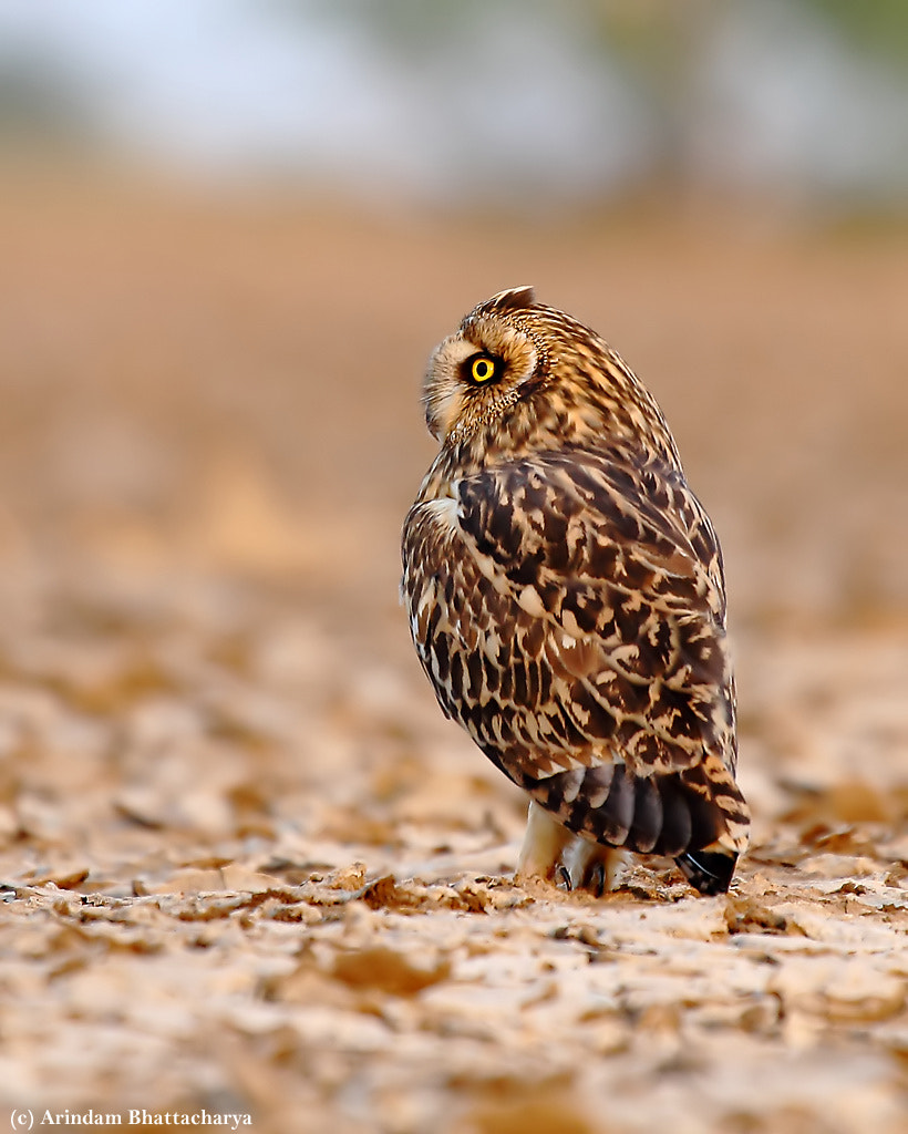 Short Eared Owl - Asio flammeus !!!!!