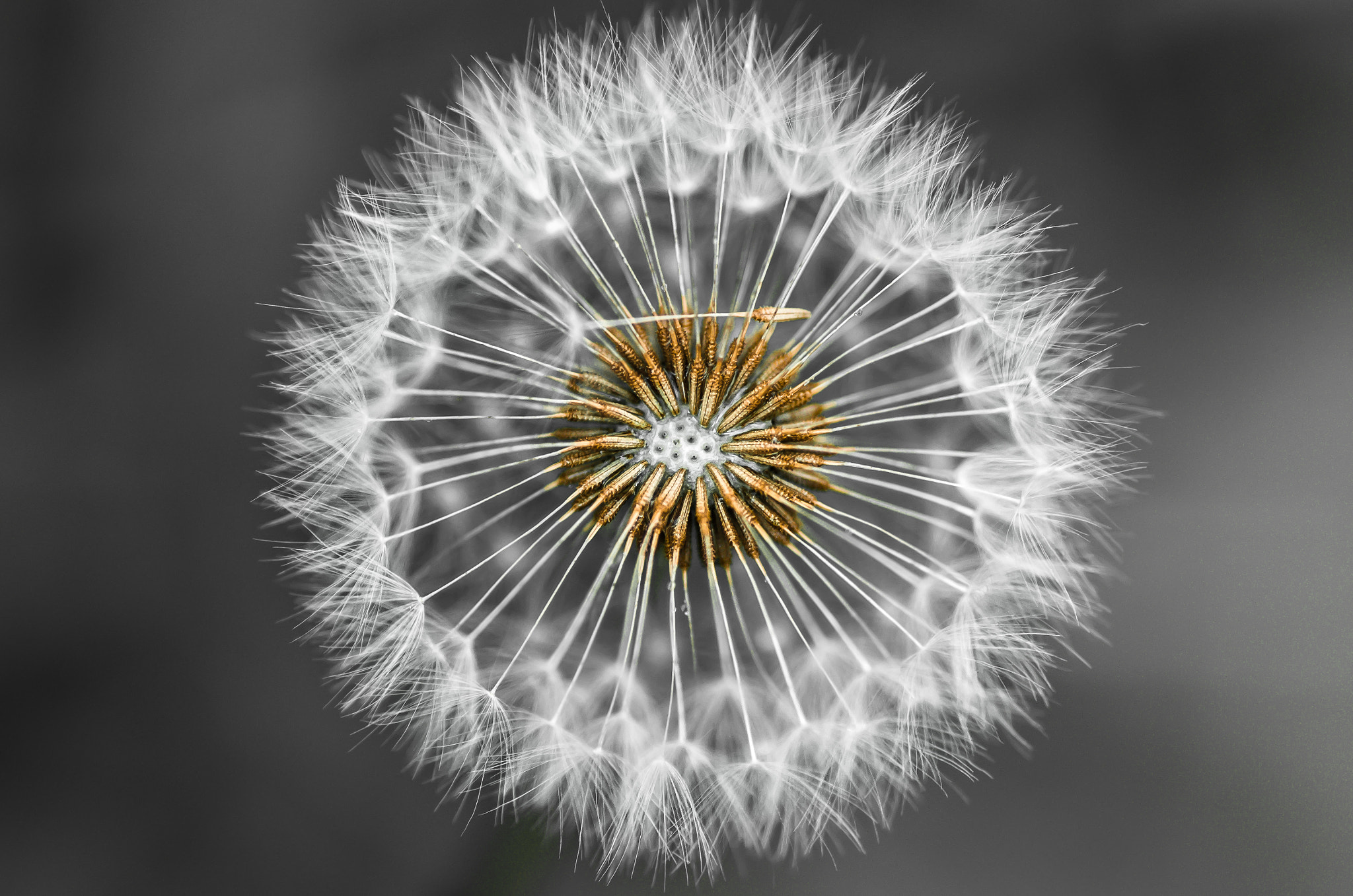 Little Dandelion