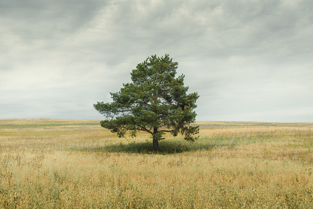 pine in the field by Danya Byakov on 500px.com