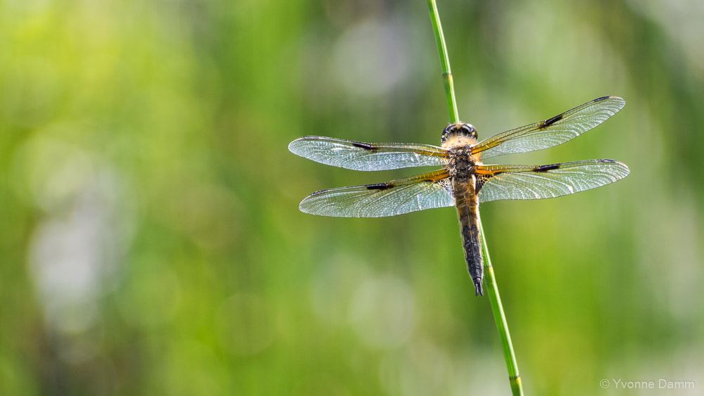 Olympus PEN E-PL5 sample photo. Vierfleck libelle photography
