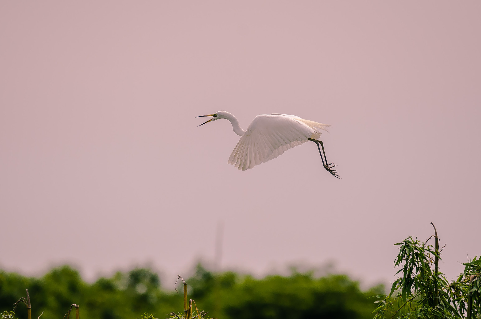 Nikon AF-S Nikkor 400mm F2.8G ED VR II sample photo. Sagi photography