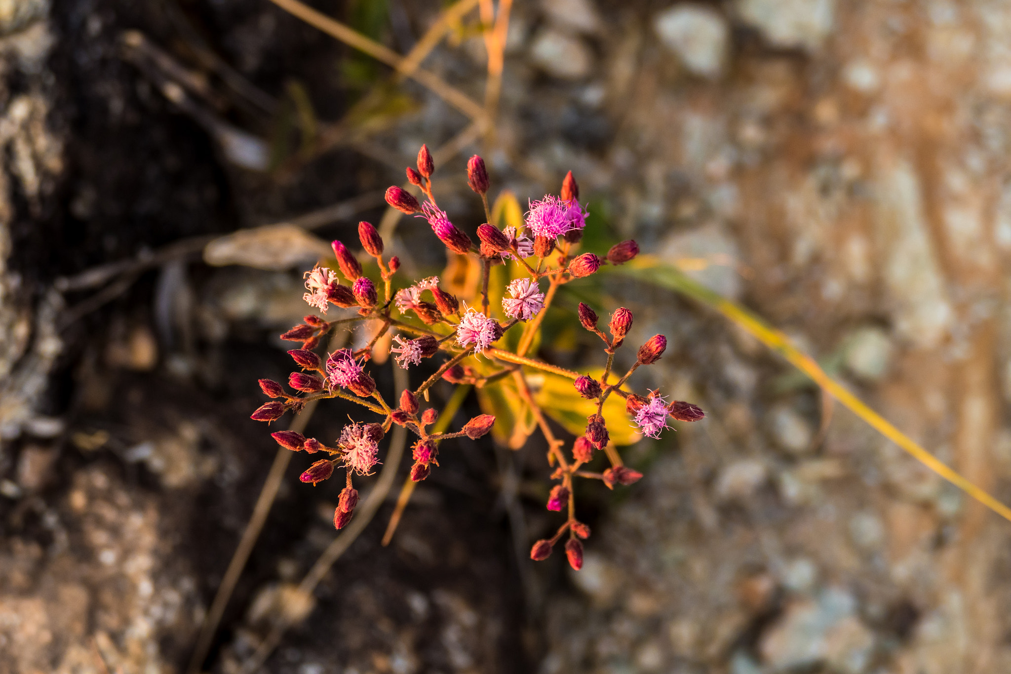 v2?sig=3844d14297be33071cca1dc3cea167bbc46e59ad62b033120b012564a16fde82