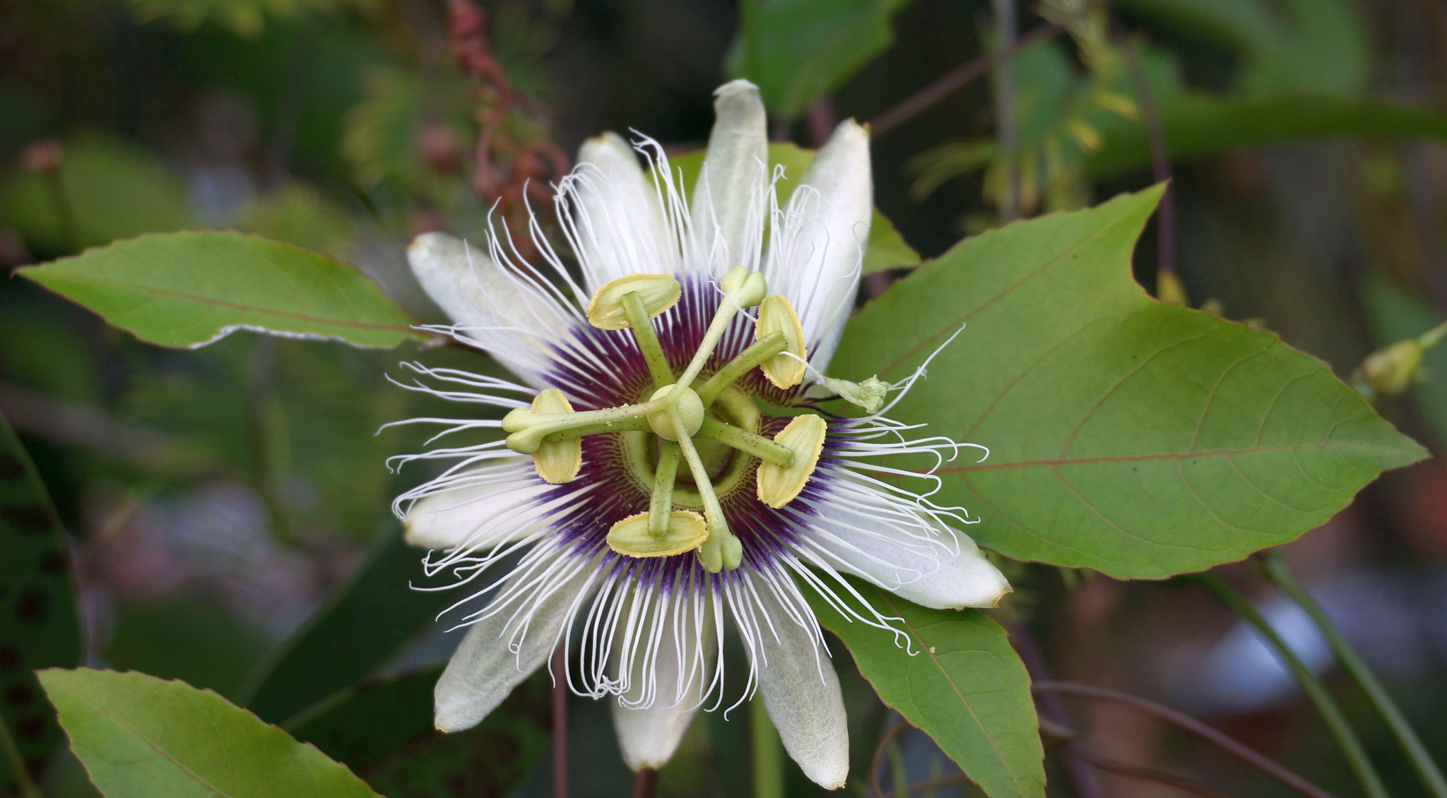 v2?sig=e78bc50adab1a420a6347569988ba0e3952ac4aa9ae6993ef57d41719969b98f