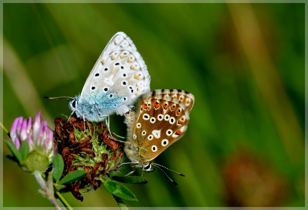 Les Azurés amoureux....3
