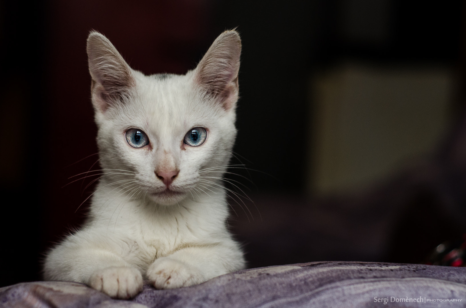 Friendly cat