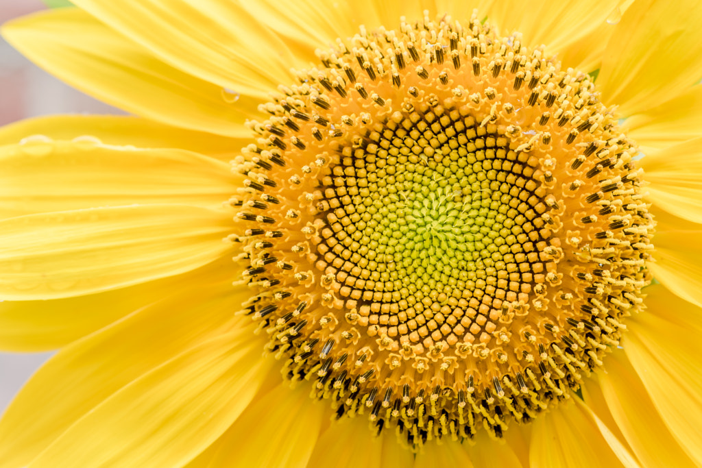 Brilliant Sunflower by Sharon Brisken on 500px.com
