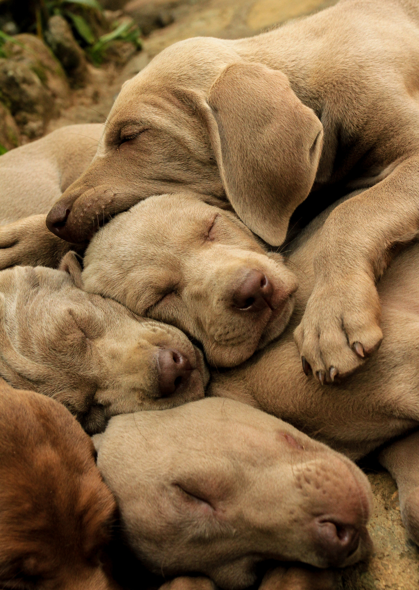 A cluster of pups