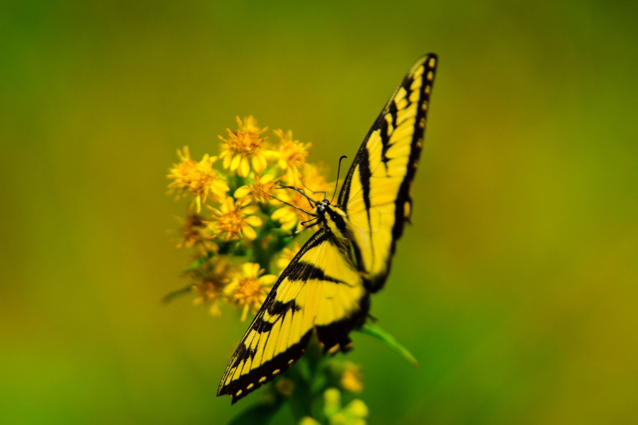 Butterfly and the flower