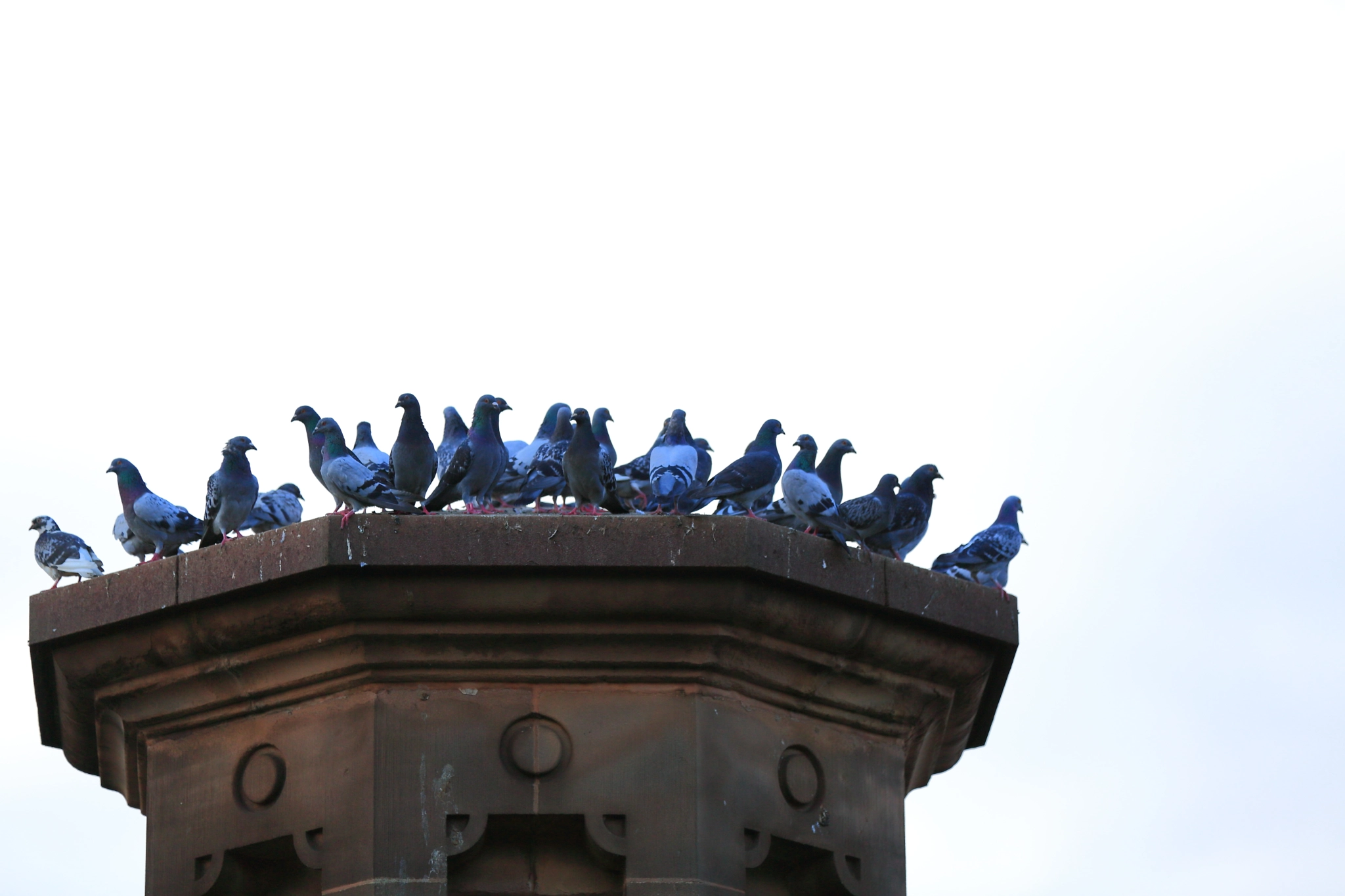 Group Pigeons