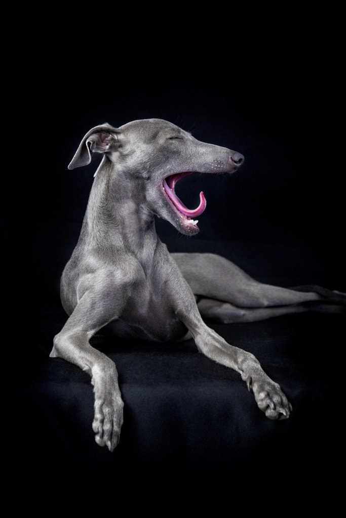 italian greyhound by Alessandro Manco on 500px.com