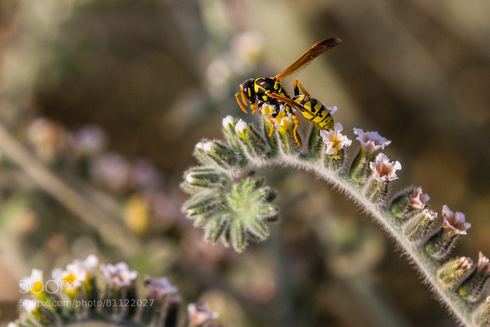 Canon EOS 60D sample photo. Sipping photography
