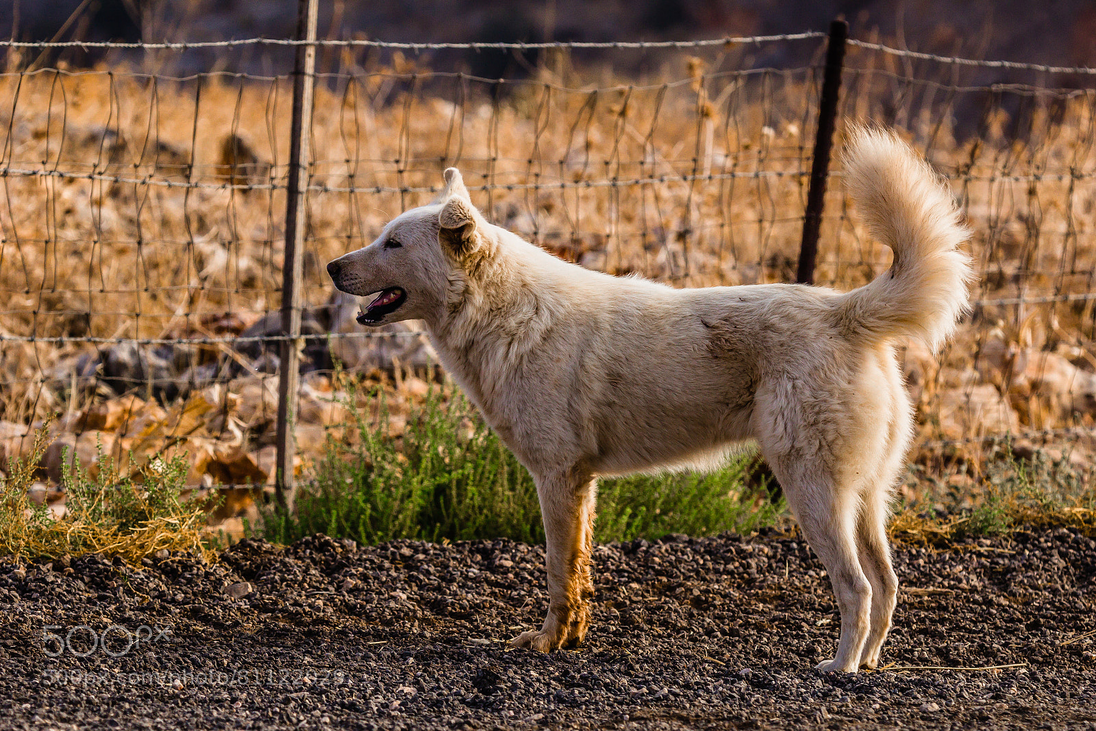 Canon EOS 60D sample photo. Backlit dog photography