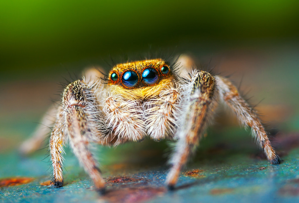 Jumping spider - Marpissa radiata by Lukas Jonaitis on 500px.com