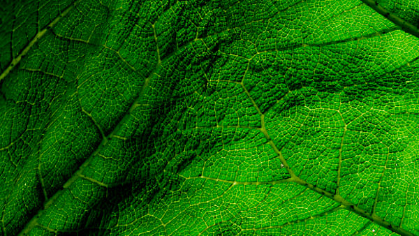 Texture d'un gunnera by Bertrand Mignon on 500px.com