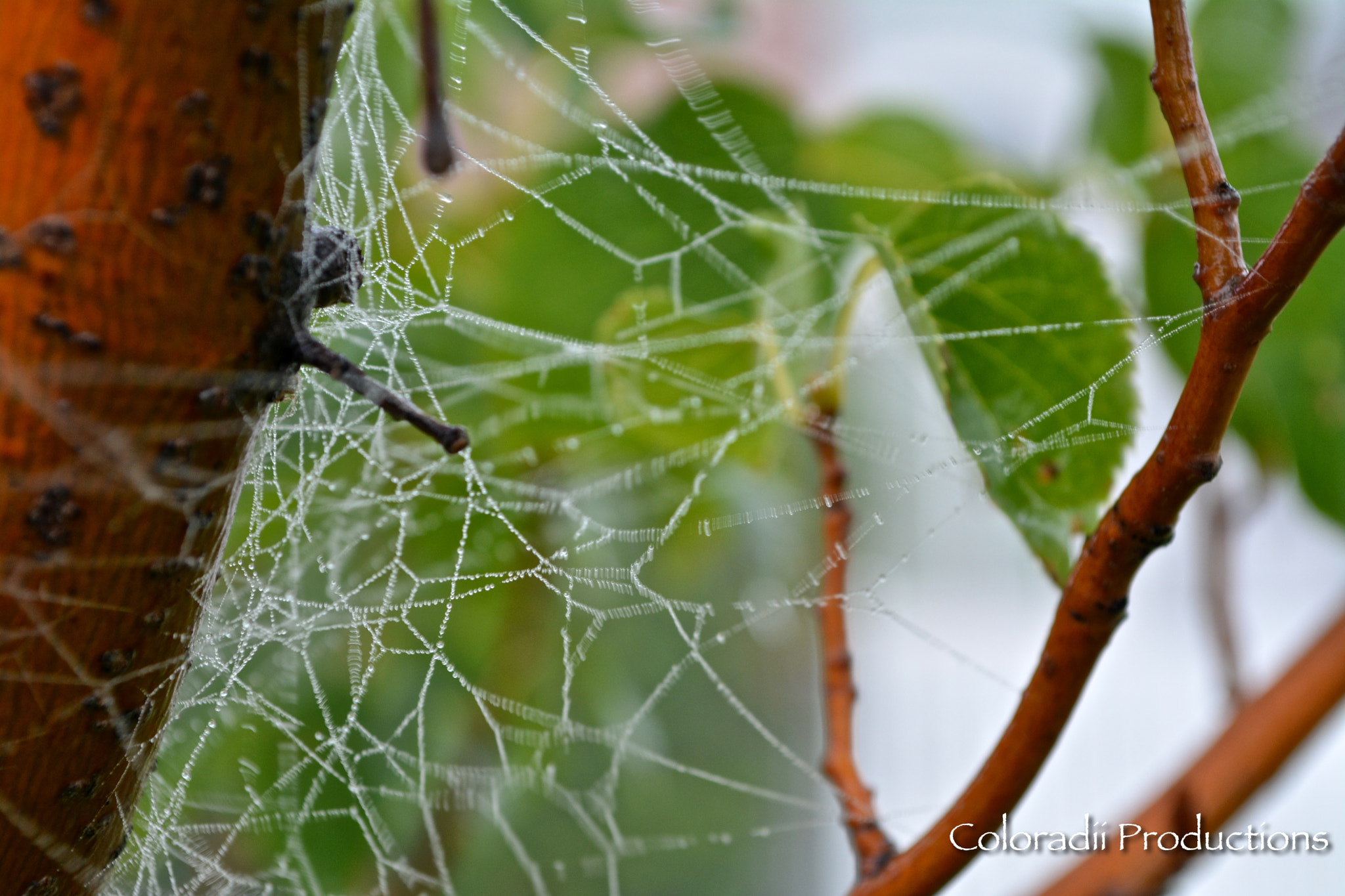 Morning Dew