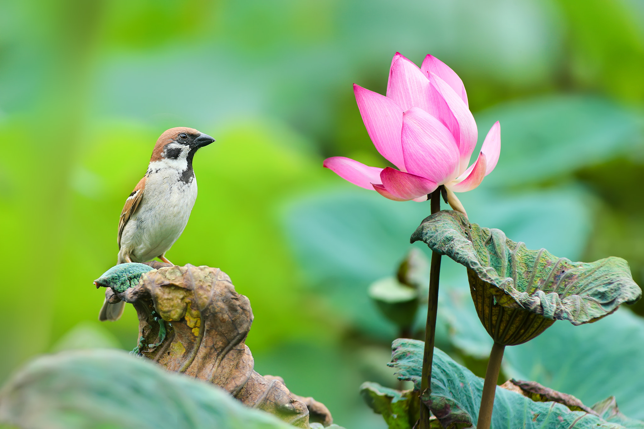Sparrow and Lotus