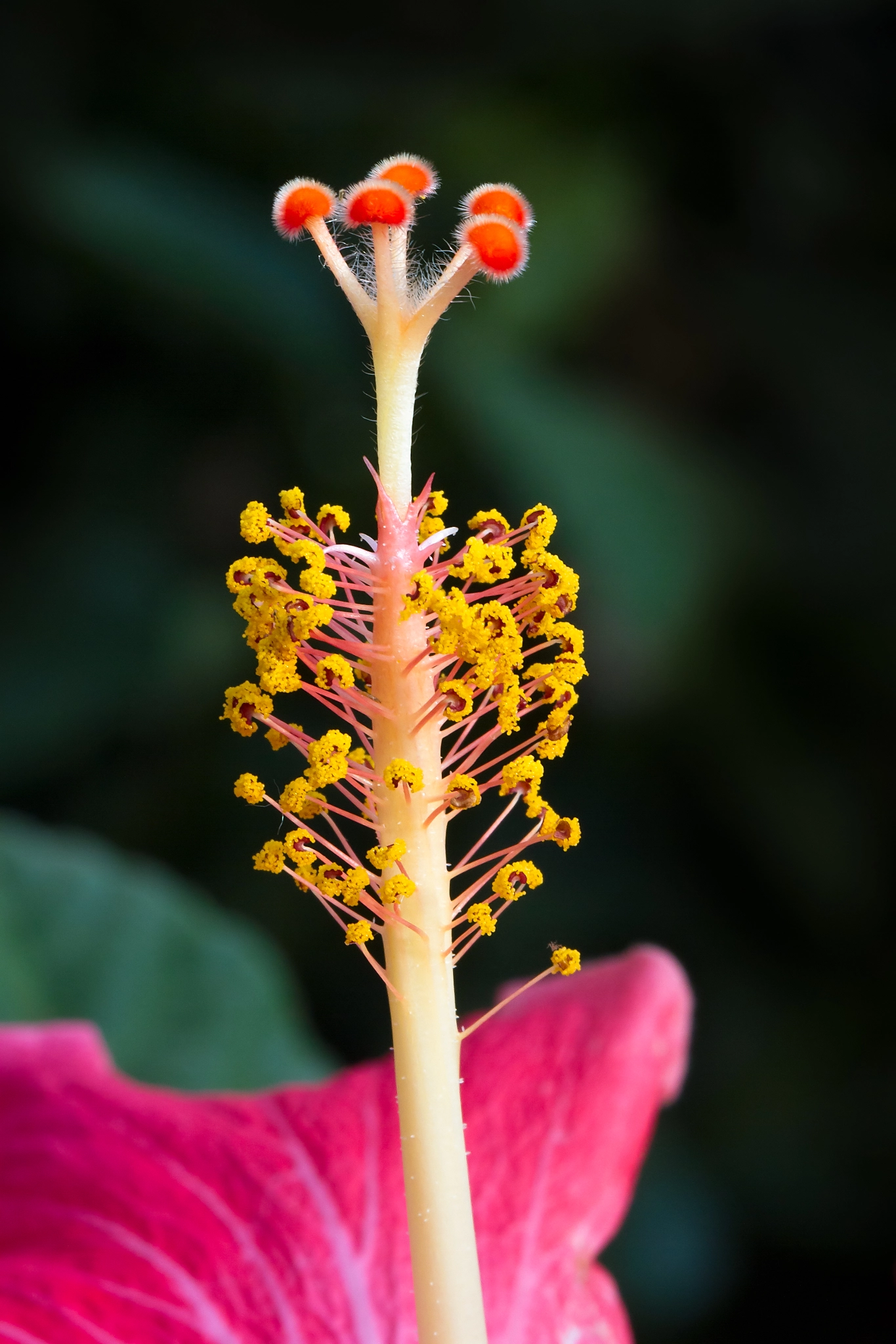 hibiscus-flower-stigma-close-up-by-kenneth-keifer-photo-8123881-500px