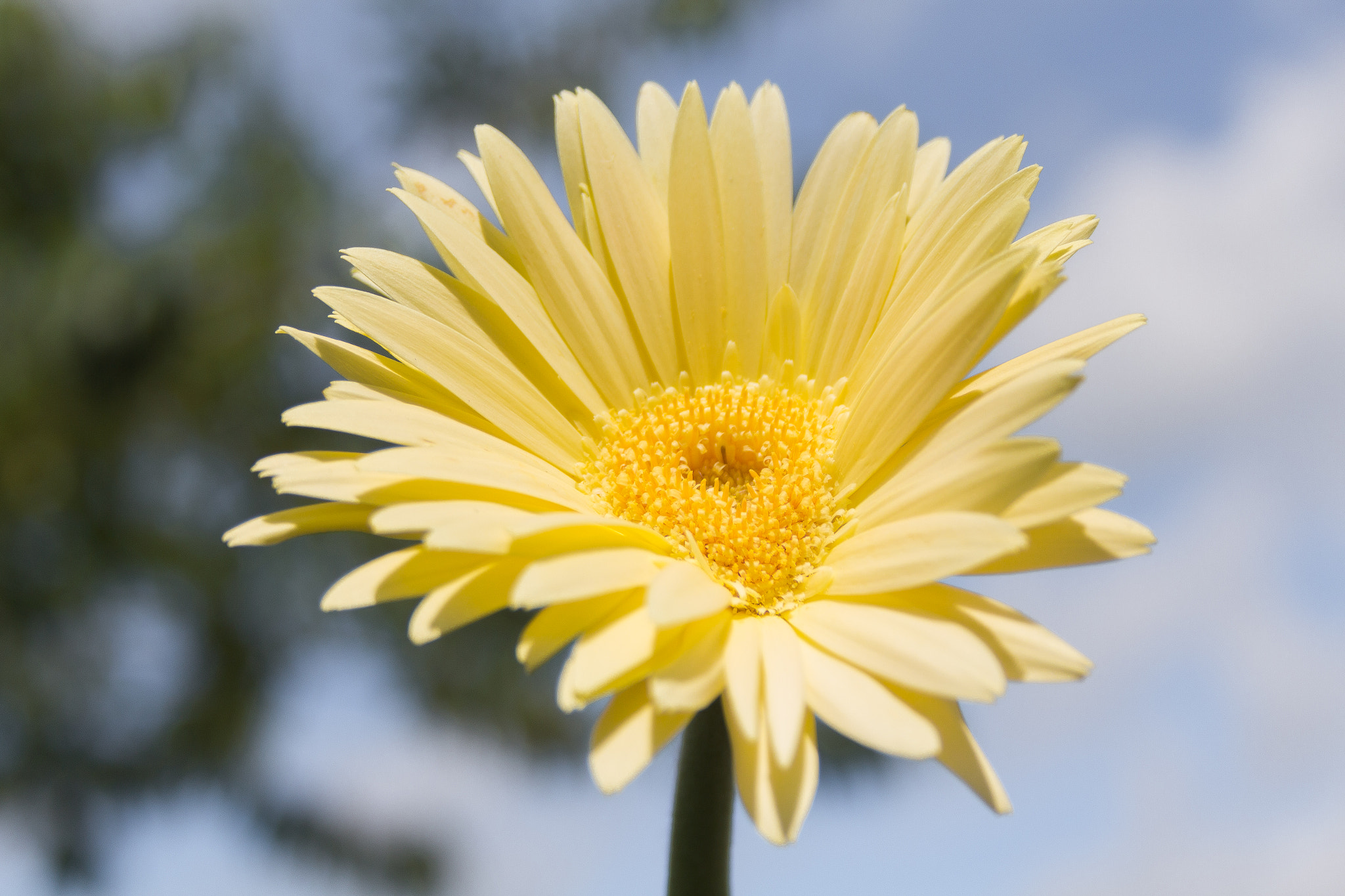 Gerber Daisy