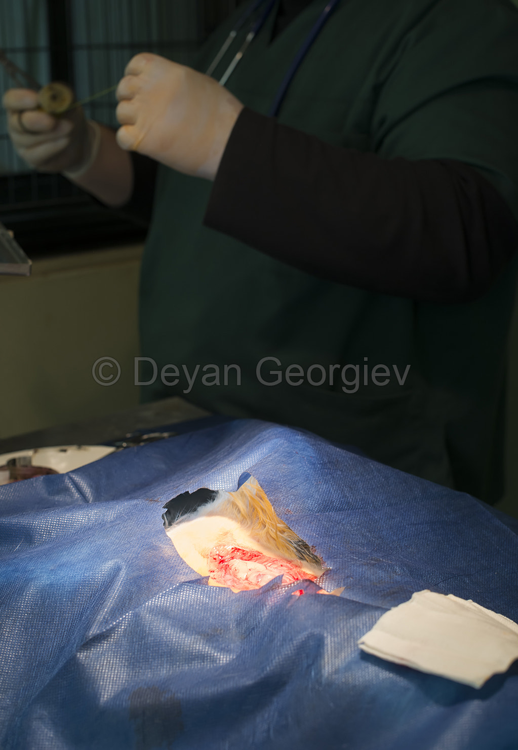 Animal in a veterinary surgery