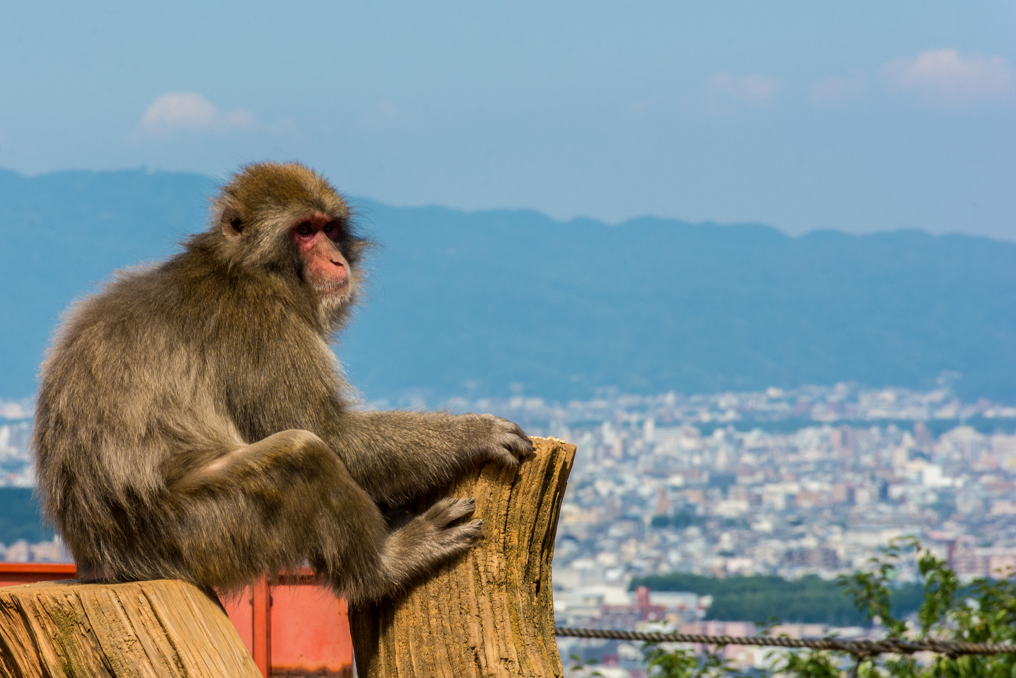 Japanese macaque contemplating Kyoto