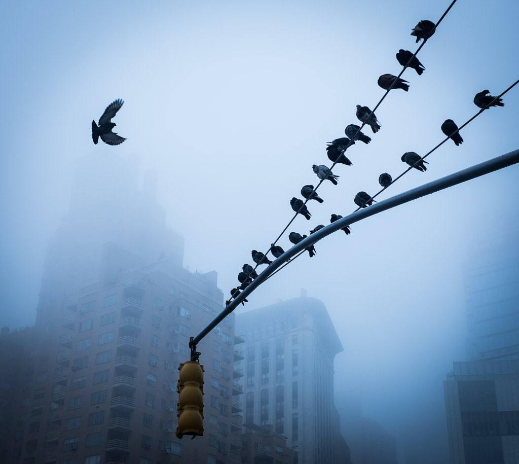 Foggy landing by Jim Anness on 500px.com