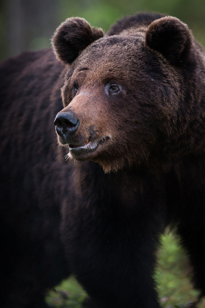 Power by Mats Brynolf on 500px.com