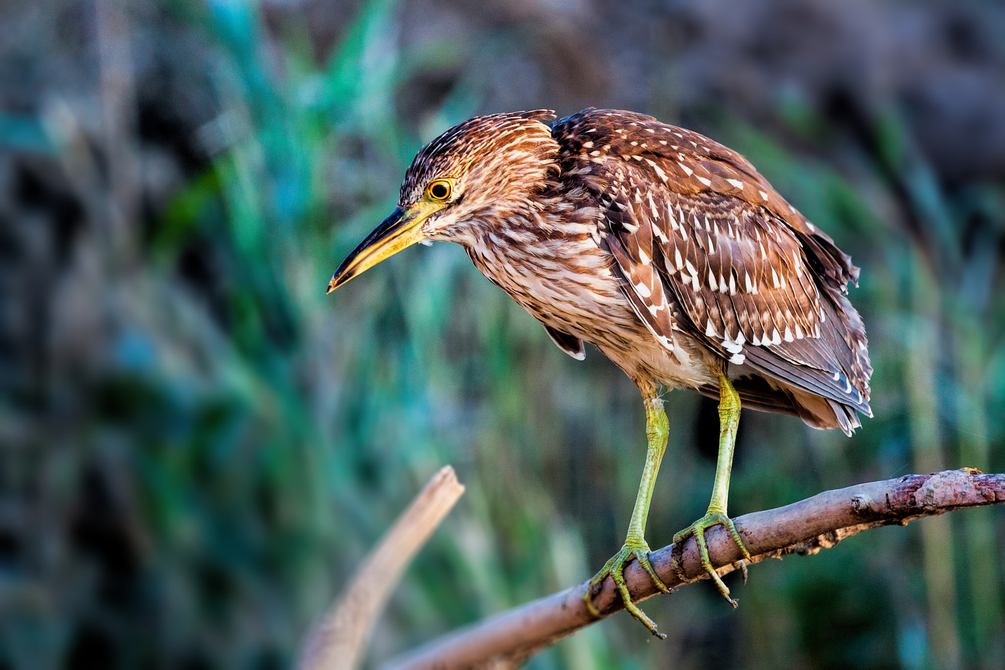 Black crowned night heron juvenile