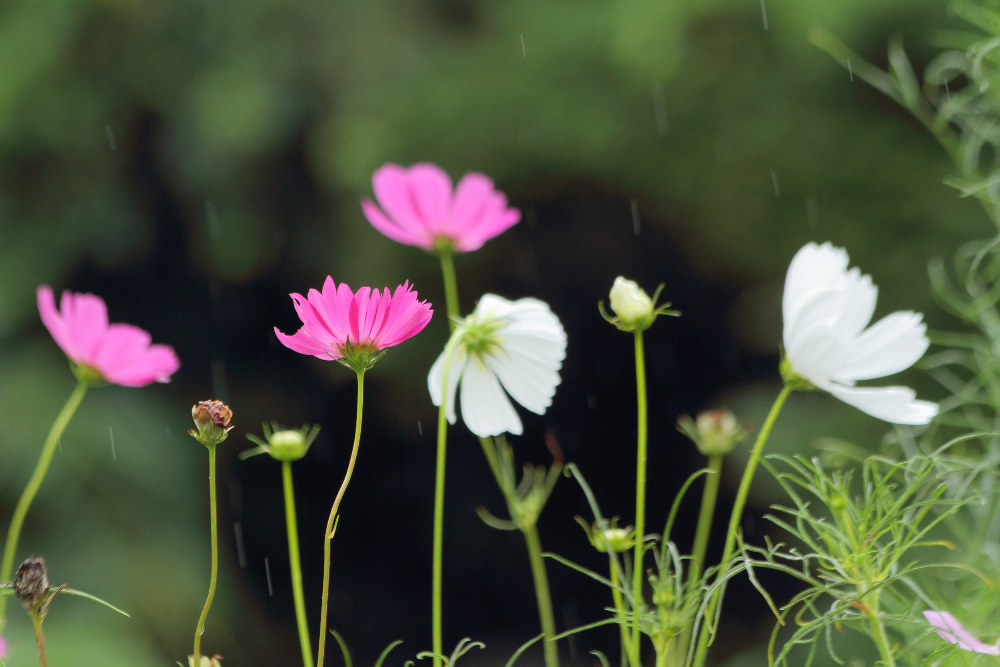 Rain falling on cosmos
